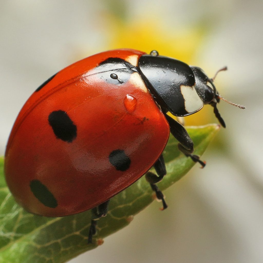 ladybugs