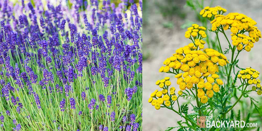 Use Repellent Plants That Ants Hate