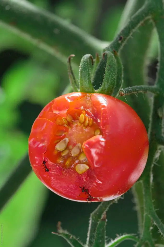 Why Ants Eat Tomato Plants?