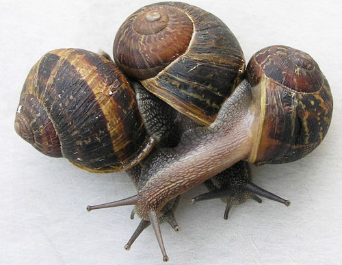 Adult brown garden snails