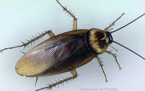 Adult male American cockroach