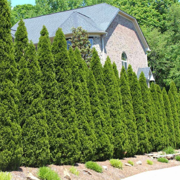 American Arborvitae