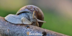 Are Snails Good for Plants
