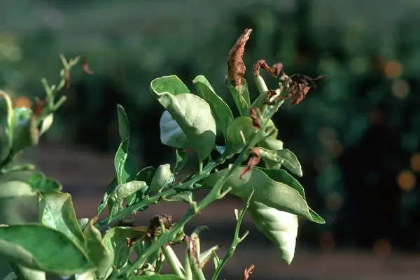 Frost damage to young citrus leaves, Jack Kelly Clark, UC IMP Program
