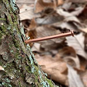 How Long Does It Take For Copper Nails To Kill a Tree