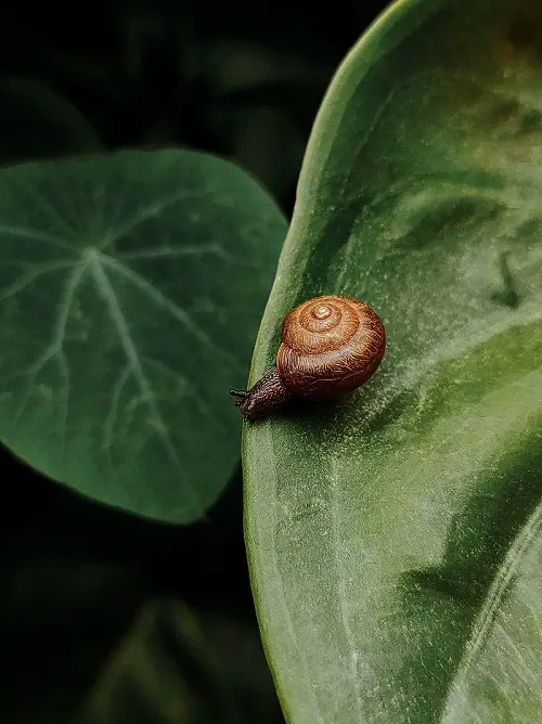 How to Get Rid of Snails Around Your Plants?