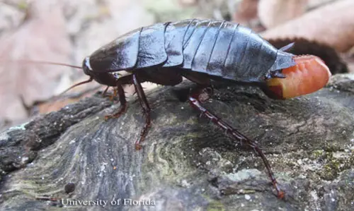 adult female Florida woods cockroach