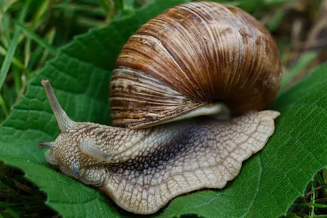 Stopping Snails and Slugs in Their Tracks