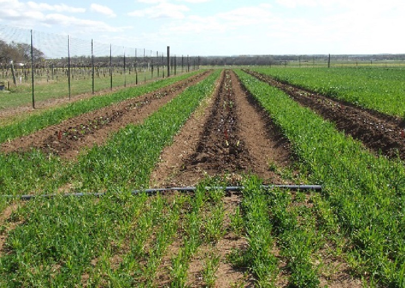 Strip-till