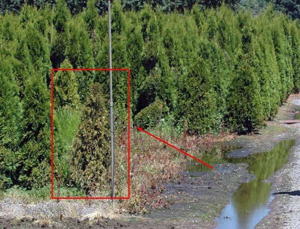 The shorter brown Arborvitae on the left has died due to root rot 