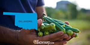When to Plant Okra in Oklahoma