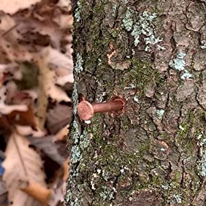 Why Does Copper Nail Kill Trees