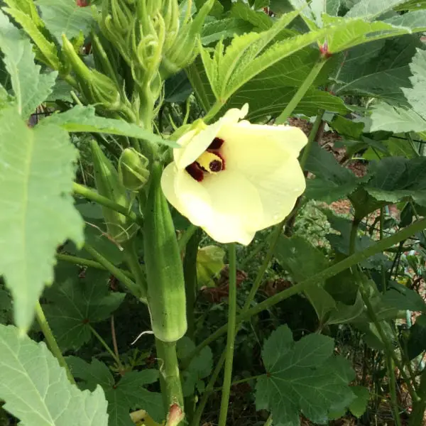 How to Determine When to Plant Your Okra?