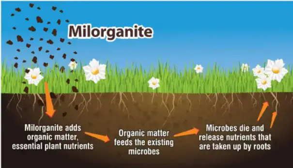 Why Is Regular Fertilizing So Important?