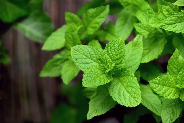 The scent of peppermint can help repel ants