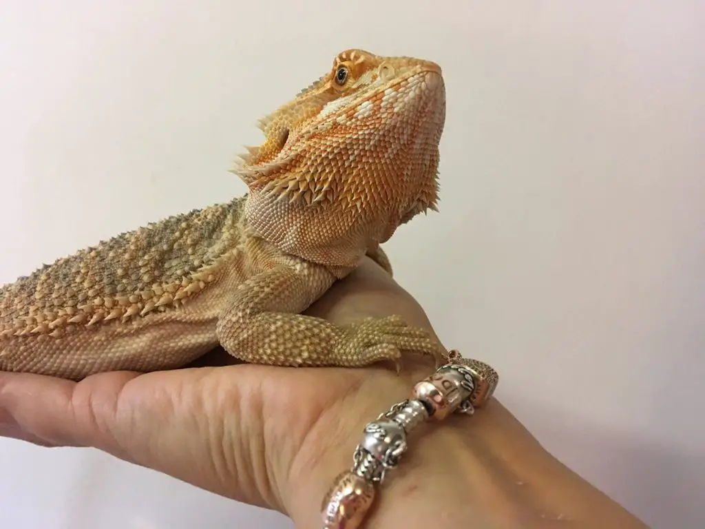 Red bearded dragons