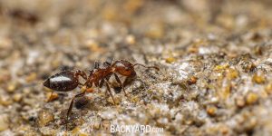 best ant killer for yard