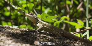 what do backyard lizards eat