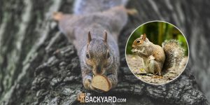 Can Squirrels Eat Bread