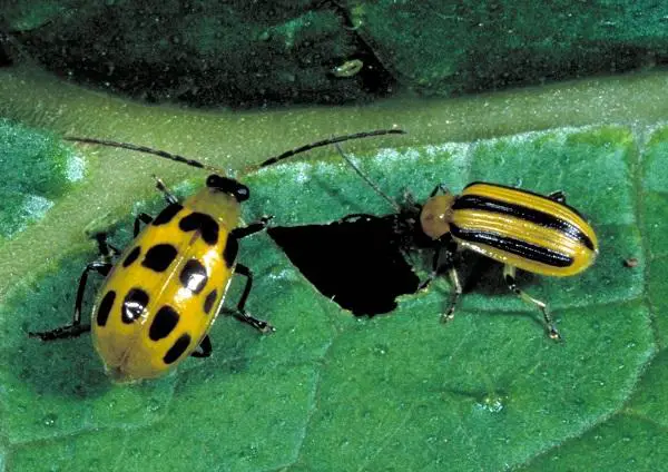Spotted cucumber beetle vs. Striped cucumber beetle