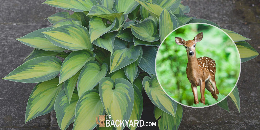 Do Deer eat hostas