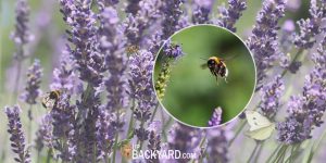 Does Lavender Attract Bees