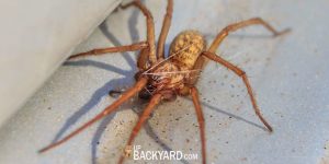 How To Get Rid Of Hobo Spiders At Your Home