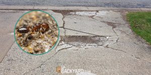 How to get rid of ants in driveway cracks
