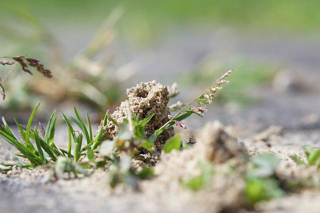 Rake Those Ant Hills