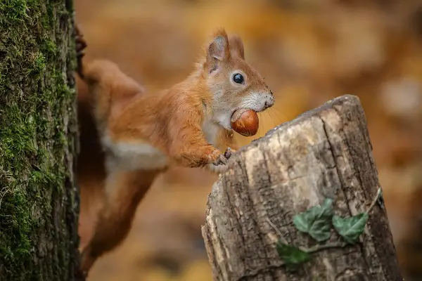 Squirrels store enough nuts to last them through the cold season.