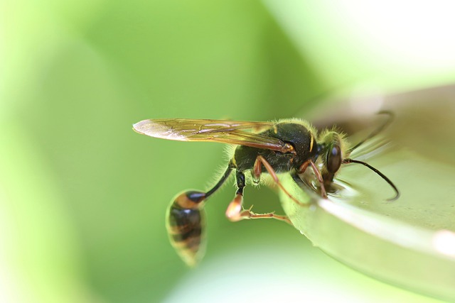 Tomb Wasp