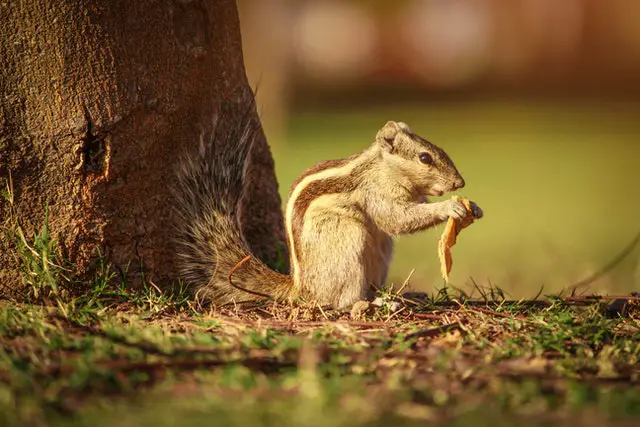 Should I Feed a Baby Squirrel?