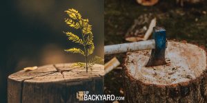 how to stop tree stump from sprouting