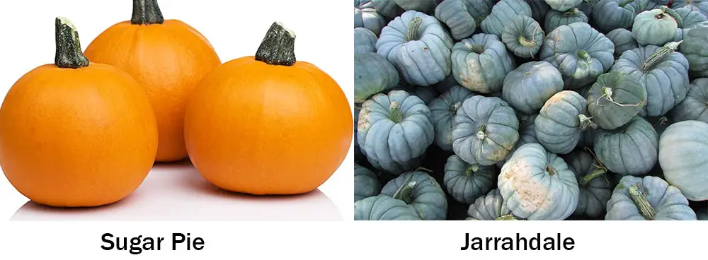 Types of Pumpkins Can Grow in Alabama