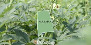 when to plant okra in alabama