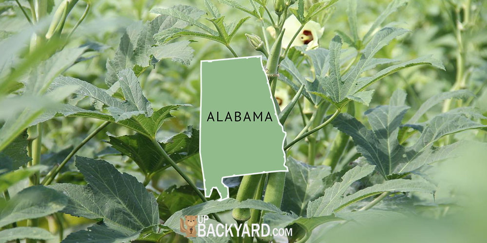 when to plant okra in alabama