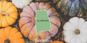 when to plant pumpkins in alabama