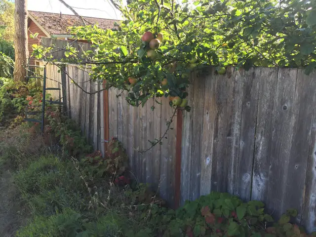 Apple hang over the fence