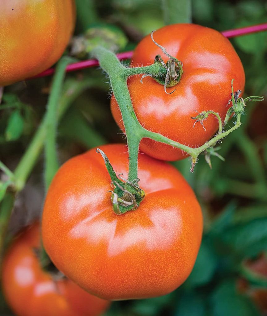 Big boy tomatoes