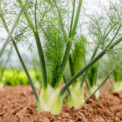 Fennel