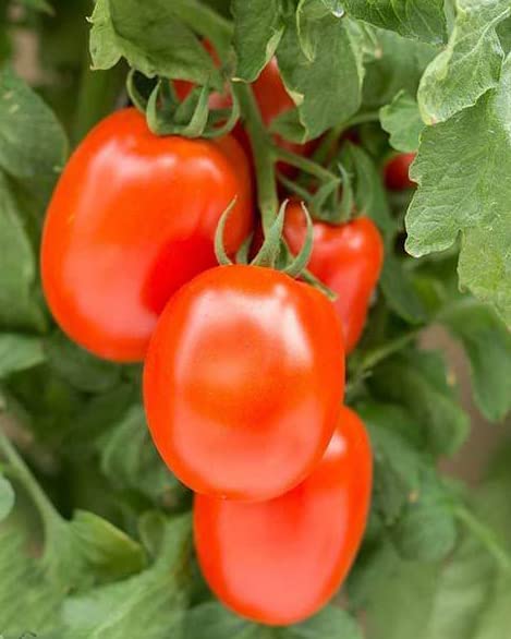 Roma determinate tomatoes 