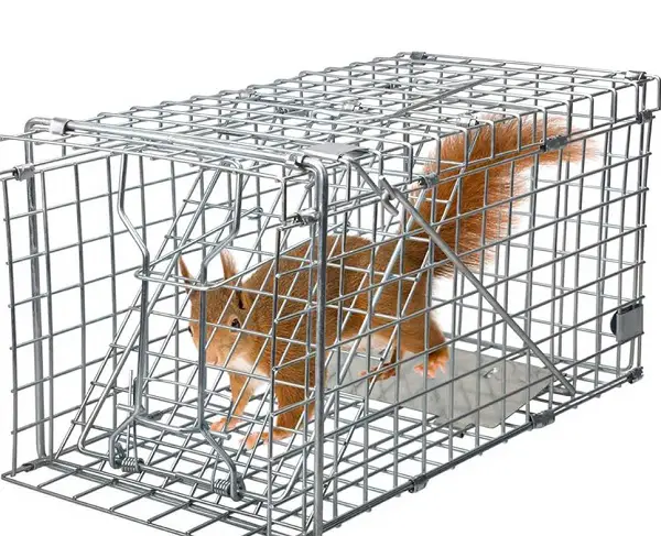 single animal live cage traps