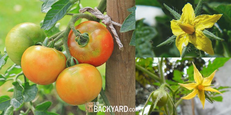 why-are-my-tomato-plants-not-flowering-5-causes-fix