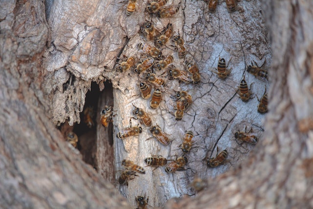 a nest of sweat bees