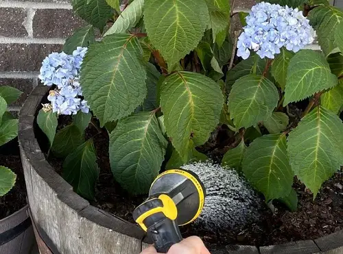 leave the hose on the bottom of the hydrangea plant