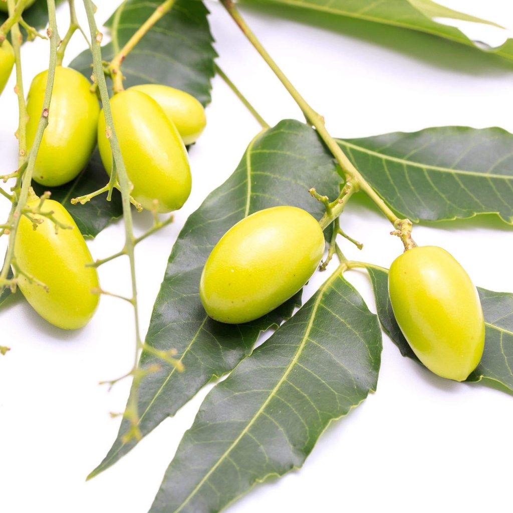  the seeds of tropical neem trees