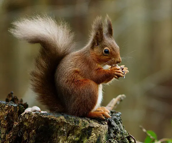 American red squirrels