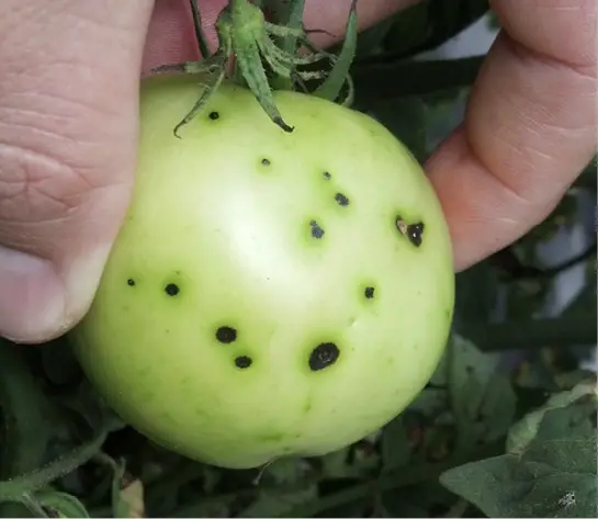 Bacterial Speck on a tomato