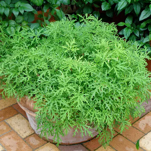 How Much Sunlight Does a Citronella Plant Need