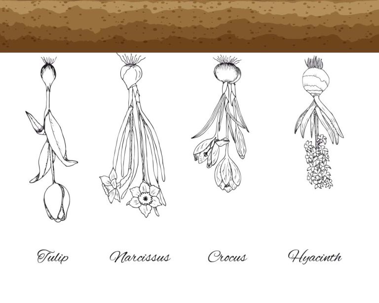 What Happens If You Plant Bulbs Upside Down? (Explained!)